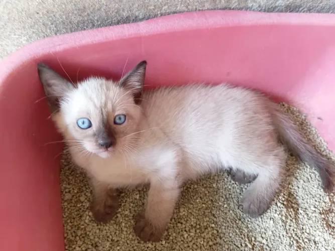 Doação de gatinhos