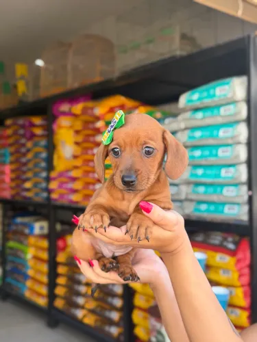 Dachshund fêmea caramelo 