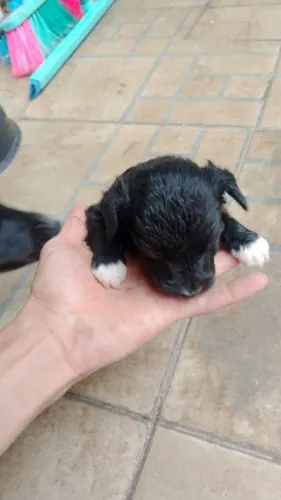Doa cachorro 3 macho e 3 fêmea pode escolher 