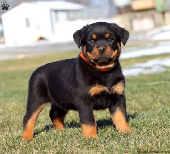 Bebezinho rottweiler dócil e saudável de linhagem selecionada