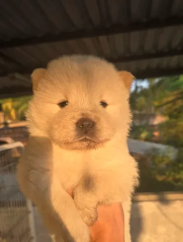 Chow chow