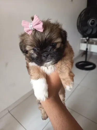 Para vender cachorro  shitzu