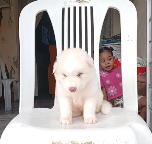 Husky siberiano 