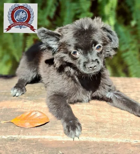 Filhote pêlo longo Chihuahua macho de 3 meses