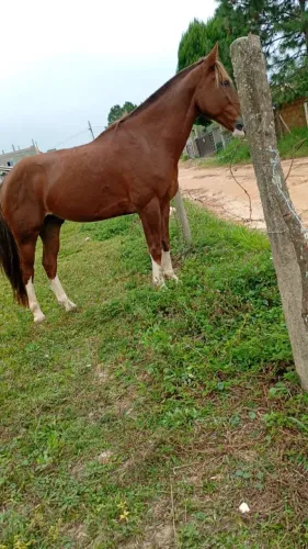 Cavalo crioulo bom de laço 