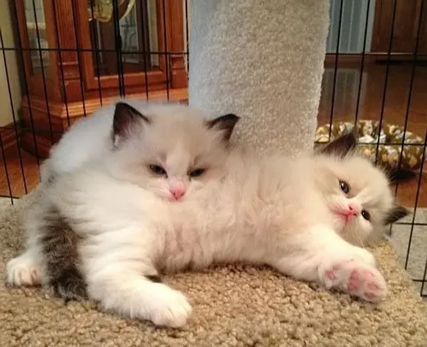 Ragdoll
