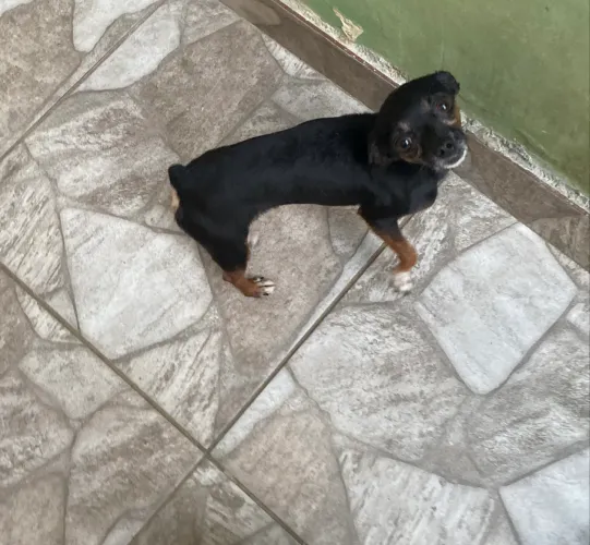 Vendo Pinscher macho adulto N 1.