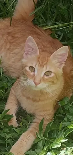 Gato laranja mix de angora com 5 meses de 