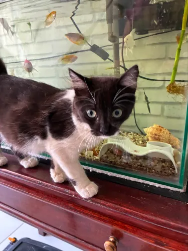 gatinho anão super dócil
