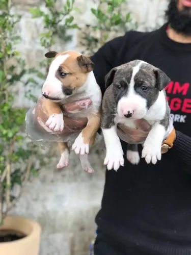 Bull Terrier com Garantia de Saúde + Parcele em Até 12x no Cartão
