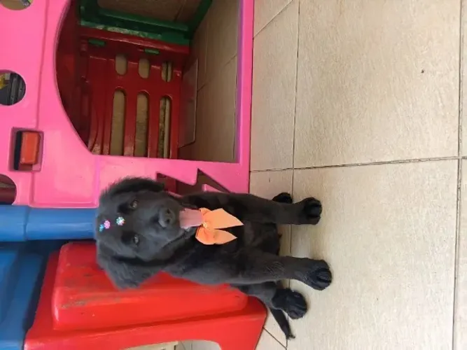 Cachorrinha. 