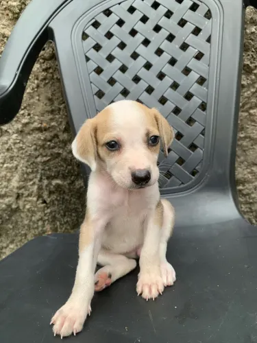 Cadela para adoção responsável