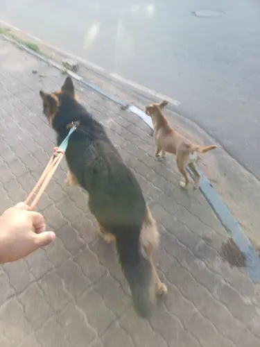 Procurando uma cadela pastor alemão para cruzar com meu cachorro.