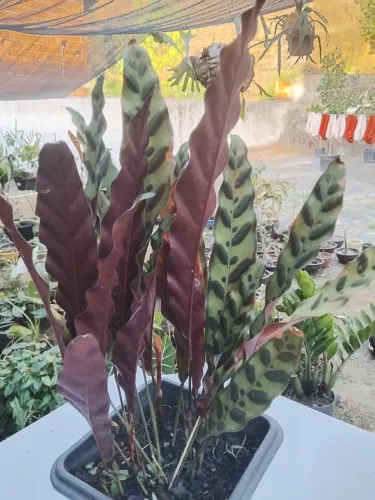 MARANTA CASCAVEL