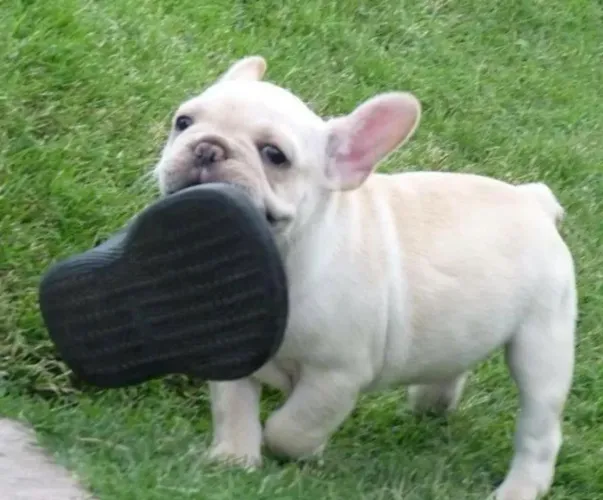 Bulldog francês! Elegantes e belos¿ suporte e garantia 