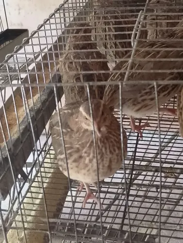 Codorna japonica $10 Sobradinho 