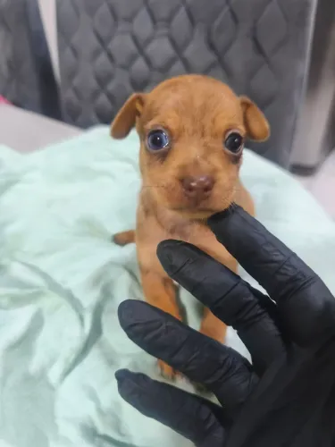 Pinscher fêmea Chocomerle 0