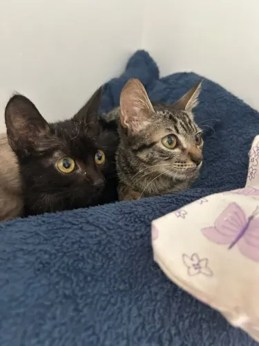 Doação de dois gatinhos