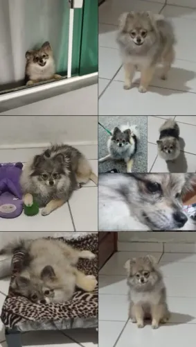 Vende-se Filhote Fêmea Spitz Alemão