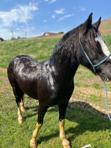 Cavalo Crioulo 