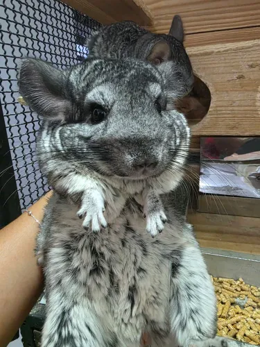 Chinchinlas à venda 
