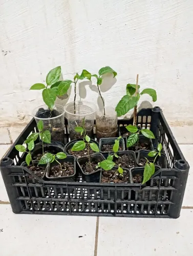 Mudas frutíferas 