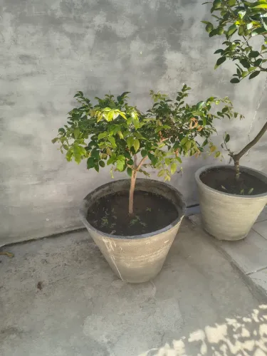 Pe de Jaboticaba bem desenvolvido estilo bonsay já no jarro grande só o jarro vale 100