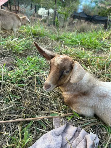 Vendo cabrito