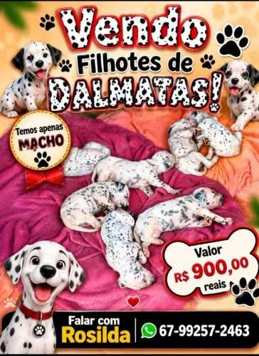 filhotes 101 dálmata