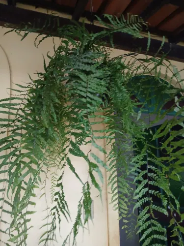 Samambaia chorona rendada