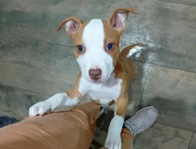 Lindos cachorros ? para ter companhia em casa e fazer parte da sua família ?