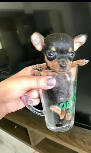 Miudinho fofinhos pinscher zerinho