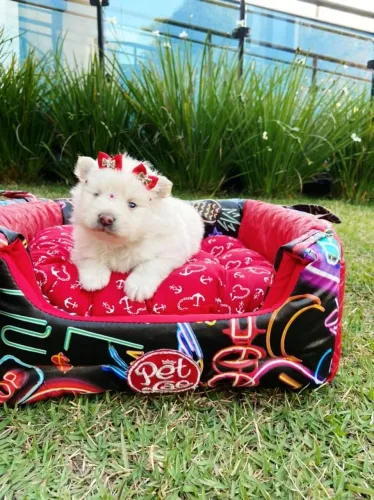 Spitz Alemão - Lulu da Pomerania anão filhotes com procedência