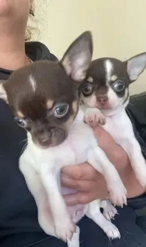 Chihuahua Macho Creme: O Filhote Que Vai Alegrar Seu Lar!