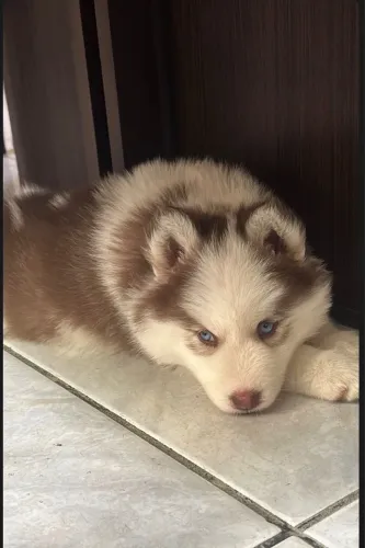 Venda de filhotes de Husky Siberiano