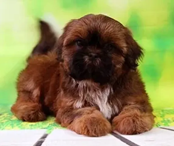 Shih-Tzu Fêmea Solid Black: A Companheira Perfeita Para Seu Lar!
