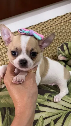  Chihuahua fêmea branca e marrom 