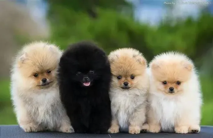 A Fofura do Lulu da Pomerânia  