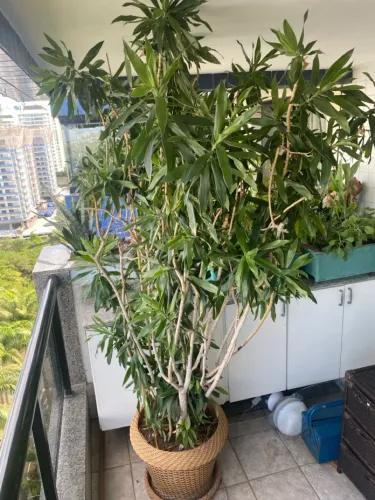 Planta com vaso de vime