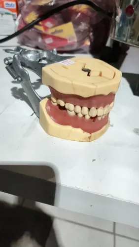 Modelo de mandíbula odontológica