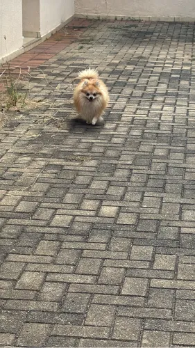 Lulu da Pomerânia apatir 2.500  lindos filhotes e adultos leia o anúncio