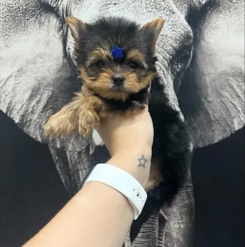 Filhote Yorkshire Terrier, Seus dias de tédio acabaram!