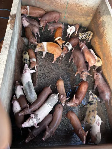 PORCO CAIPIRA , BANHA CAIPIRA