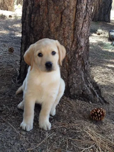 Filhote Labrador em meio aos pinheiros 