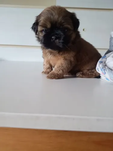 Vendo filhote de Shitzu Macho e fêmeas