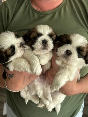 Shih tzu 55 dias