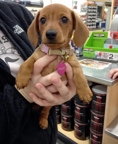 Basset Teckel de Pura Fofura - Vacinas em Dia e Entrega Imediata!
