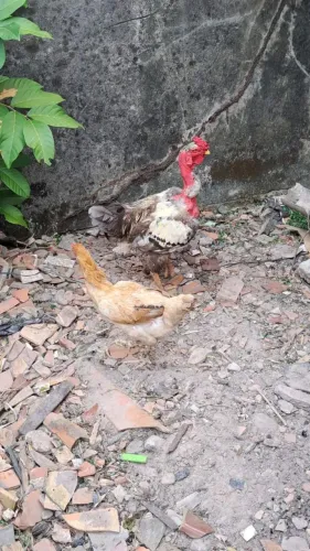 Frangos