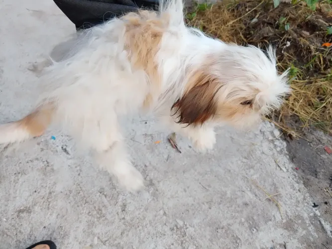 Shitzu fêmea 4 meses