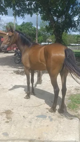 Potra mestiça a venda